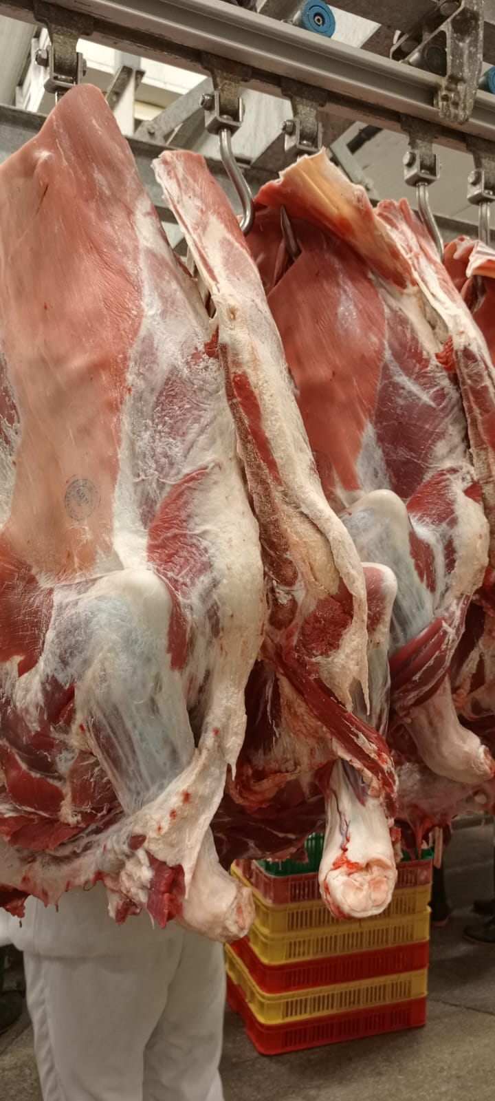 Fresh Meat (Beef)