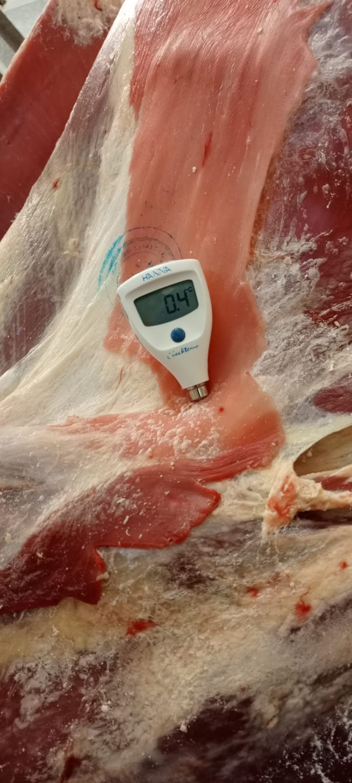 Fresh Meat (Beef)