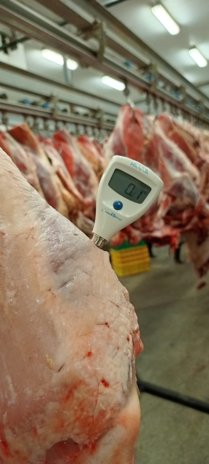 Fresh Meat (Beef)